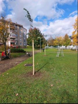 Zasaditev lip na Javorniku2